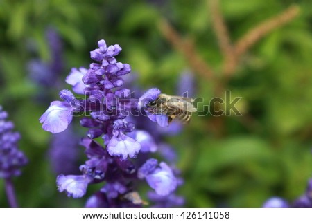  bee and purple flower. green blur view 