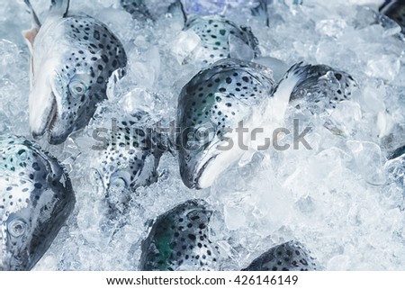 Salmon fish on ice in the seafood market
