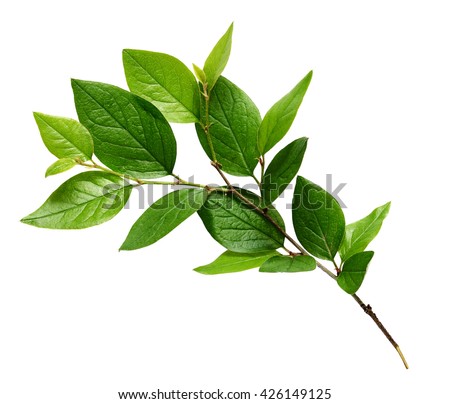 Twig with green leaves isolated on white Royalty-Free Stock Photo #426149125