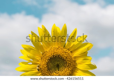 Sunflower in garden, Sunflower close up and blue sky in Thailand. Asia