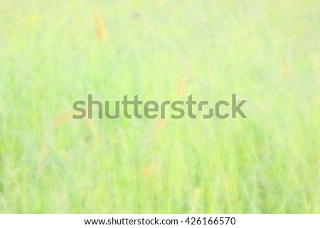 Abstract soft style background blur, natural park outdoors spring season, a bright green nature background texture with space for text or image