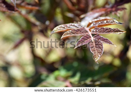 Nice image of young tree of heaven leaves macro photo. Scientific name: Ailanthus altissima.