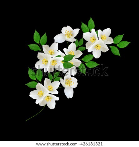 White jasmine flower.  branch of jasmine flowers isolated on black background. 