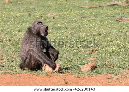 Close up of a single yawning sitting adult Chacma Baboon (Papio ursinus) in Pilanesberg, South Africa