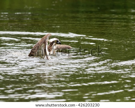 Osprey (Pandion haliaetus)
Osprey also known as fish eagle is a bird of prey. They feed exclusively on fish. They have a wingspan of 1.27 to 1.8m.