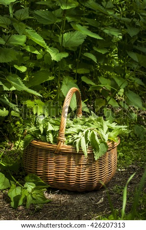 Nettles in the basket on the ground. Nettle leaf background. Natural light. Detailed picture.