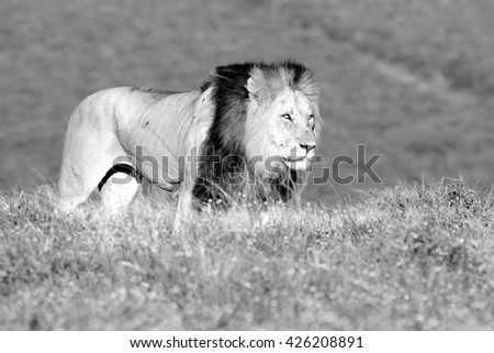 A big male lion walks past our vehicle while on safari in Africa. He was hunting.