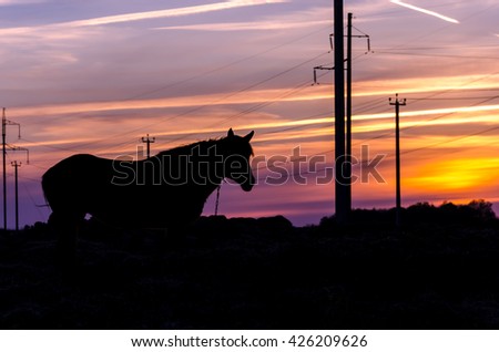 silhouette of horse in the sunset sky background