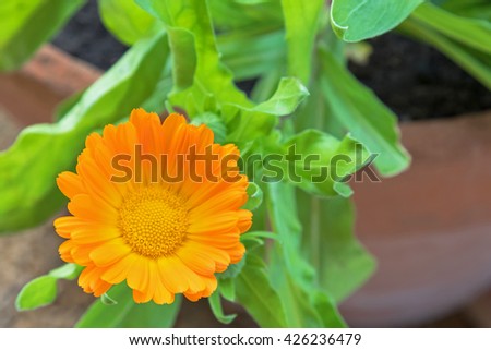 Closeup photo of English marigold flower (Calendula officinalis) in orange yellow color with blurred background
