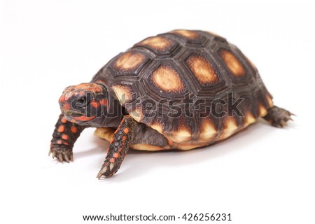 Baby turtle. little turtle. Cherry Head Red-footed Tortoise. turtle isolated on white background.