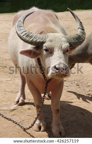 white cow (buffalo) with large horns on the chain (leash). The picture was taken in the summer in one of the parks (nature reserve) in Bali, Indonesia.