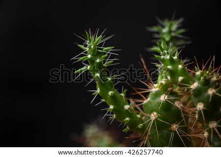 Cactus close up shot on black background (Selective focus),Low key tone