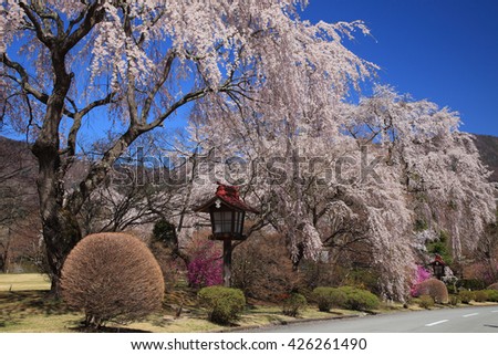 Beautiful cherry blossom of a Shidare-zakura (Weeping Cherry) tree in spring season