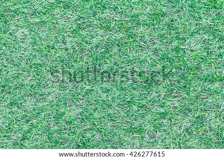 Green grass background, beautiful grass, pattern grass background,