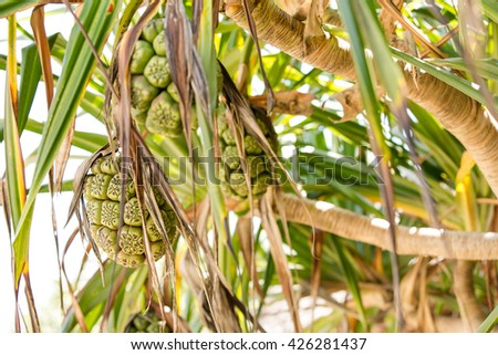 Exotic tree with fruits