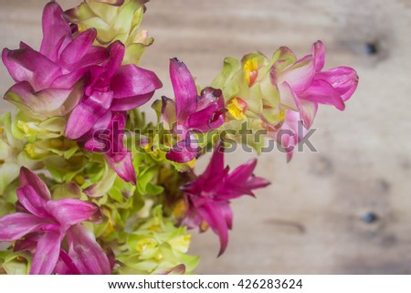 Siam Tulip on wood background