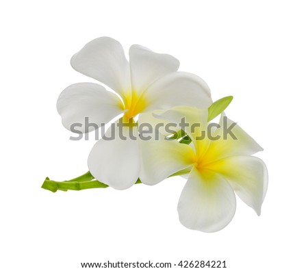 Tropical flowers frangipani (plumeria) isolated on white