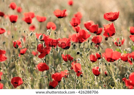 Red poppy flowers field, close-up early in the morning