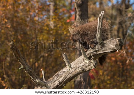 Porcupine (Erethizon dorsatum) Stands on Branch - captive animal