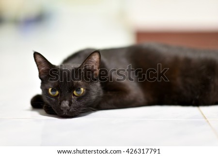 Select focus big yellow eyes of female Black cat. it show interest at photo camera, and Blur background