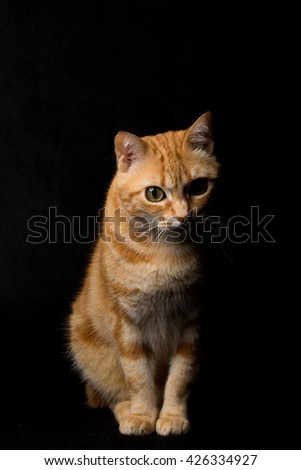 A Beautiful Domestic Orange Striped cat. Animal portrait.