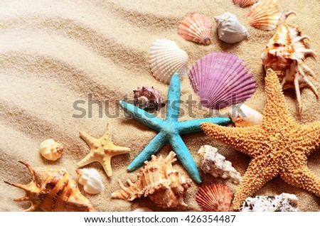 Seashells on a summer beach and sand as background. Sea shells. Royalty-Free Stock Photo #426354487