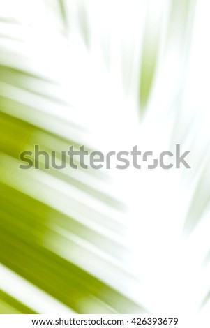abstract background of coconut leaf out of focus