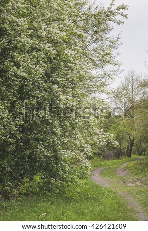 Landscape with a blossoming bird cherry