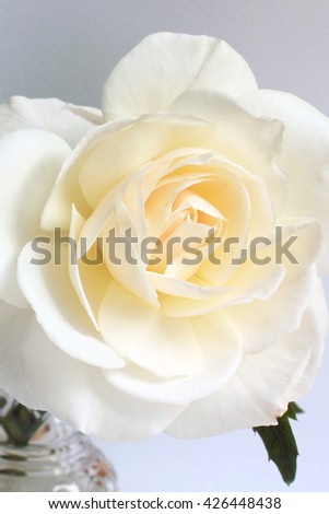 Beautiful single white rose flower with copy space, place for text, close up, empty greetings card