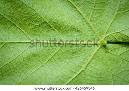 close up leaf of the tree