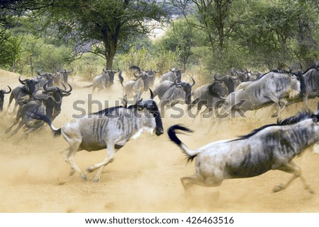 herd of wildebeest running in tanzania