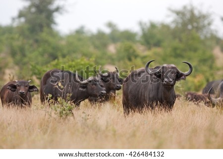 African buffalo, Cape buffalo, Syncerus caffer, Kruger national park, South Africa