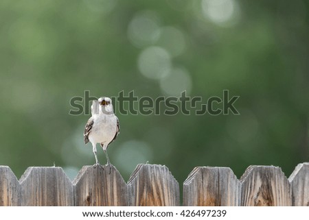 Northern Mockingbird on a Fence