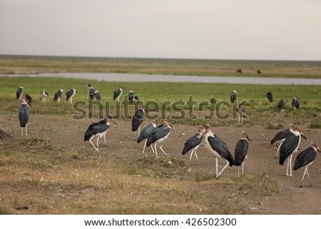 Marabou storks in a lake from the african savanna