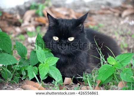 Black cat sit in grass.