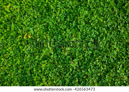 Green grass seamless texture. nature background
