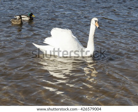 white swan on the big lake