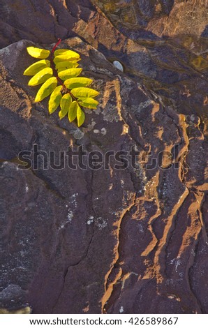 A Mountain Ash Leaf lays on shoreline rock on Lake Superior waiting for a rushing wave to wash over it at Hurricane River Beach in Pictured Rocks National Lakeshore in Alger County in Michigan.