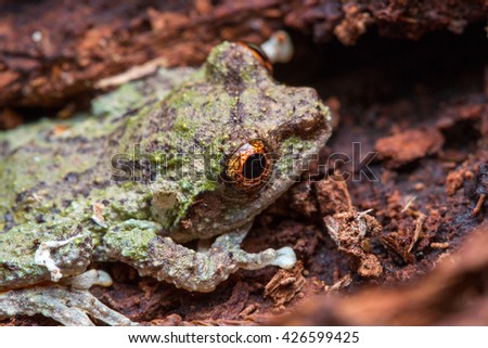 Close-up Of tree Frog 