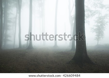 Dark spooky trees into the mist