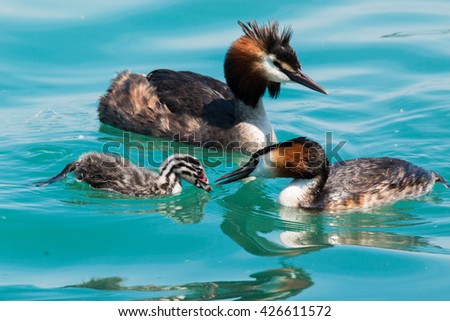 great crested grebe with chick rearing of offspring lake garda italy