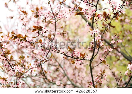 Blossoming tree branches on spring day