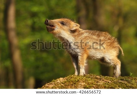 Nice baby wild boar Royalty-Free Stock Photo #426656572