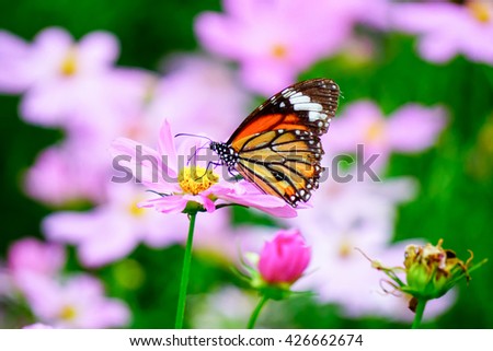 Butterfly on Pink Cosmos flowers in Garden Flowers 