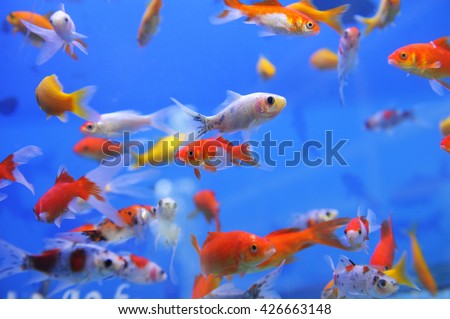 fish in an aquarium, fish in an aquarium on a blue background