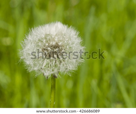 Dandelion with ripe seeds on bokeh background, macro, selective focus, shallow DOF