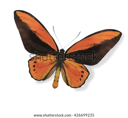 Orange butterfly isolated on white