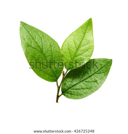 Small green leaves isolated on white Royalty-Free Stock Photo #426725248