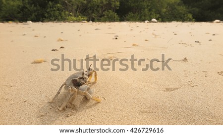 crab on the sand beach