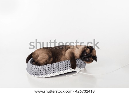 Siamese Cat lying in the handmade basket and playing with rope. White background